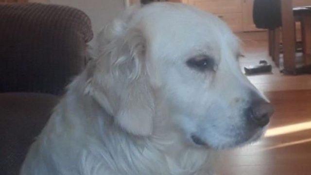 Community Rallies for Missing Family Dog in Creeslough | bola hiu slot, keongtogel rtp, pola gacor m