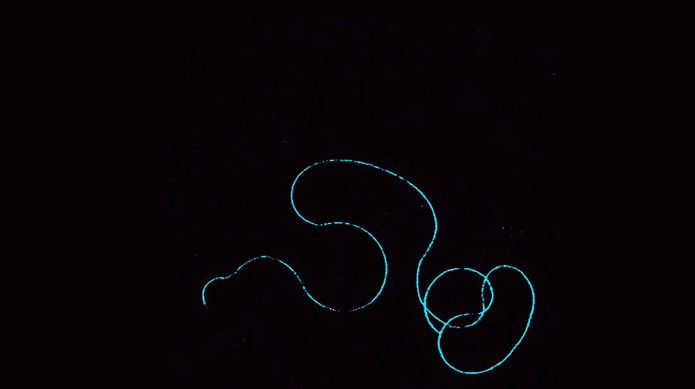 Revealing the Secrets of Fruit Fly Sperm: Order Amidst Length