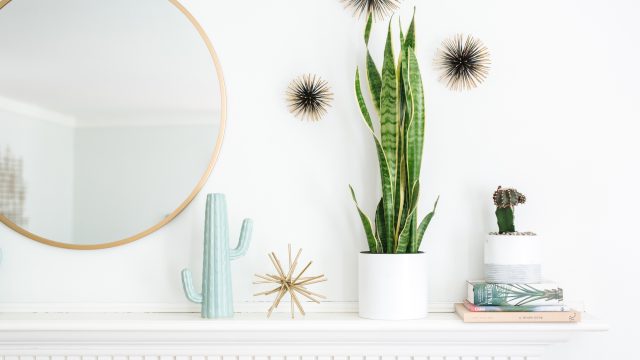 Unlocking IKEA's Hidden Gem: Why You Should Explore Its Plant Section