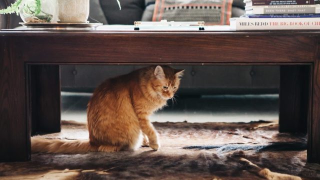 Innovative Solutions for Concealing Your Litter Box: Top Picks Revealed