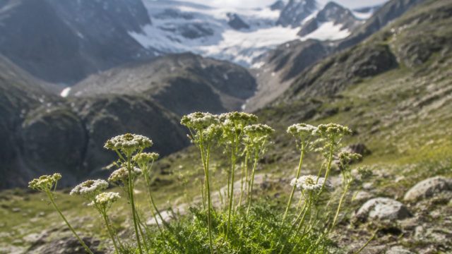New Study Reveals Plants Could Thrive for 2 Billion More Years