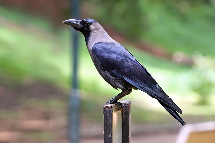 The top 10 smartest animals besides humans, crows can also be on the list - top emoticon