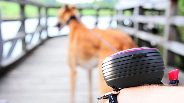 Lishinu, a dog leash that can be worn on your wrist, makes walking your dog easier