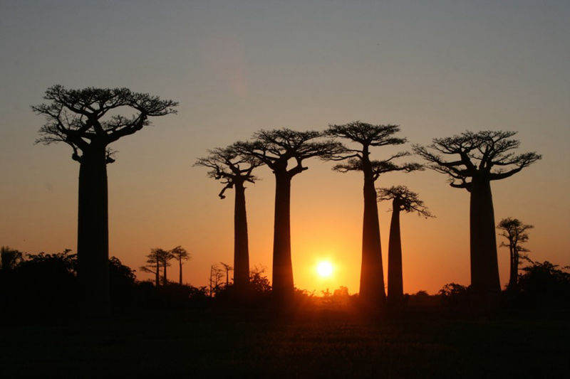 8 unique forests, like coming from an alien planet - top emoticons