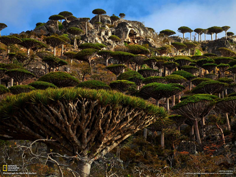 8 unique forests, like coming from an alien planet--top emoticon