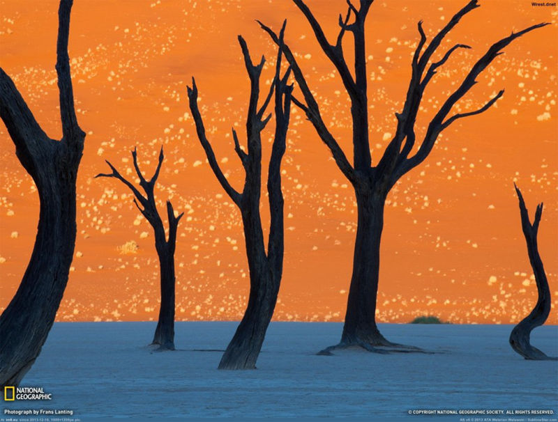 8 unique forests, like coming from an alien planet - top emoticons